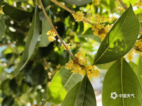 桂林桂花|桂花